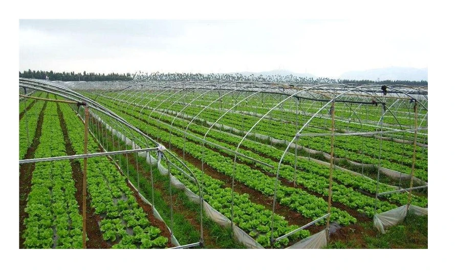 Best-Selling Large Hydroponic Greenhouse Hot-Dip Galvanized Steel Frame Double-Layer Plastic Film Growing Tomatoes Strawberries