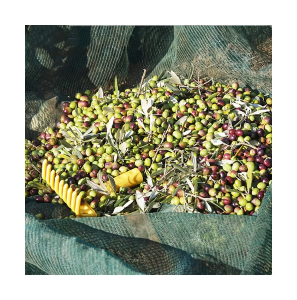 Hot Sale UV Treated 100% HDPE Olive Harvest Net fruit collection Net, Dark Green Olive Net