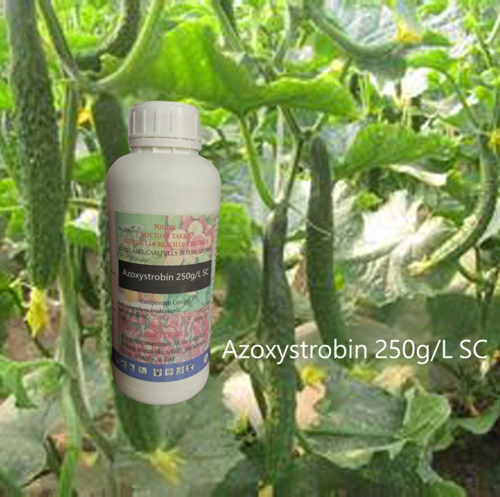 Reliable Supplier ! Agrochemical Product Azoxystrobin 98% TC Fungicide Azoxystrobin TC
