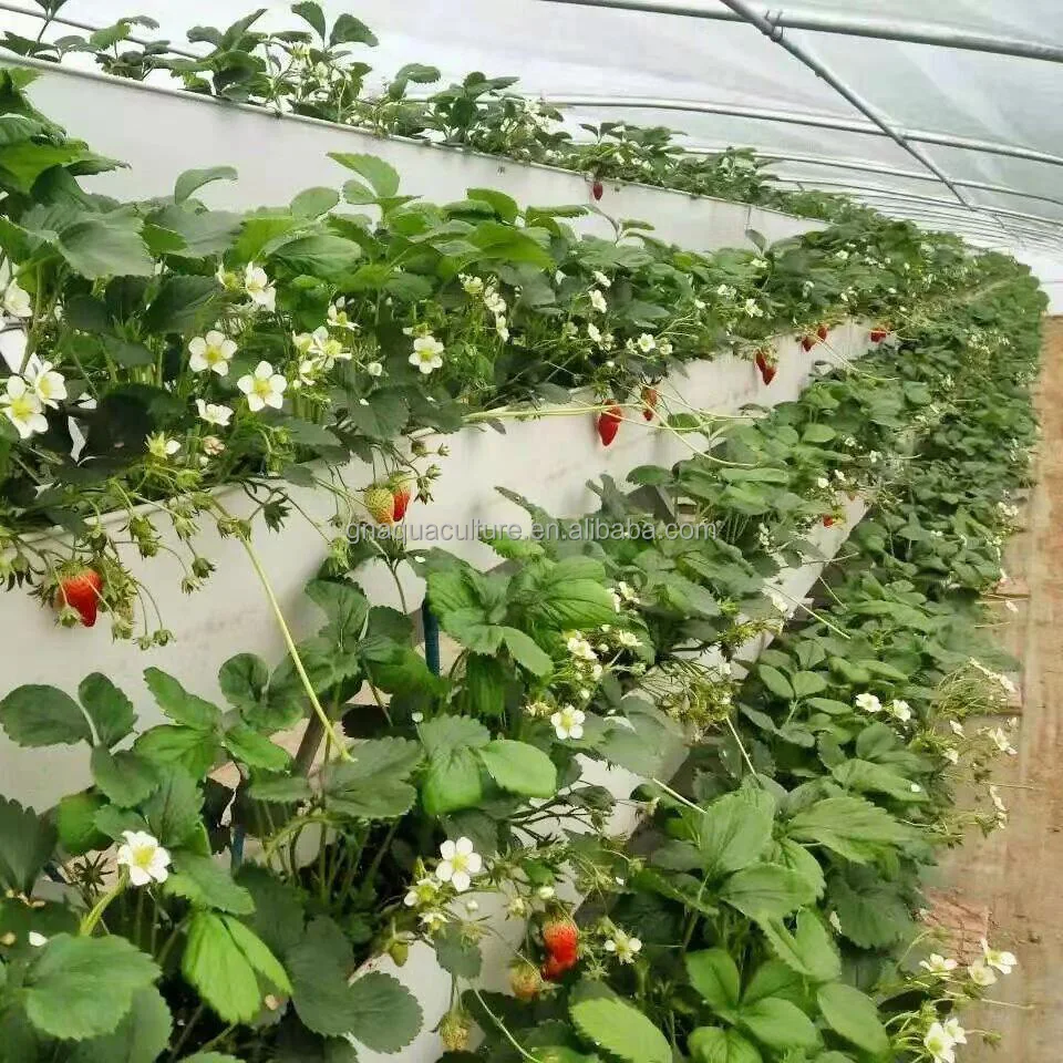 Above Ground Cultivation Equipment System Hanging Channel For Strawberry Color Strawberry Seeds For Planting