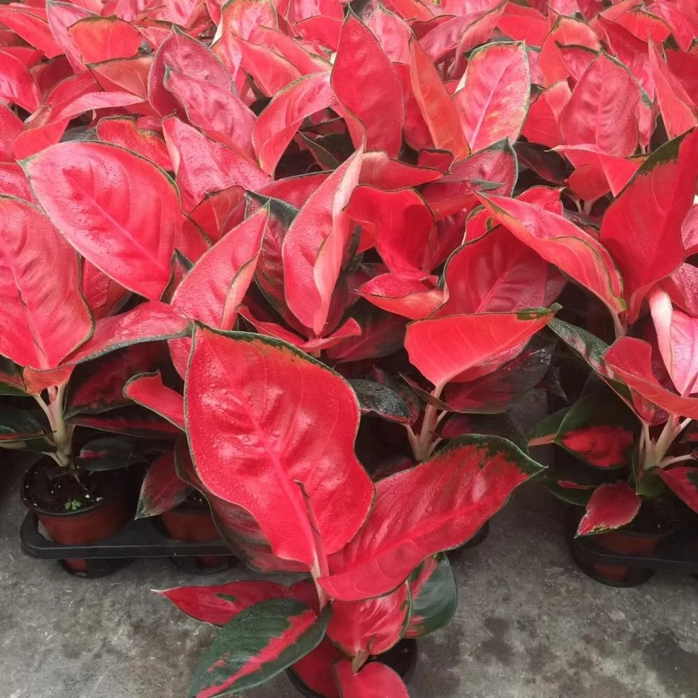 
RARE Aglaonema Red Suksom Chaipong with Phytosanitary Certificate 
