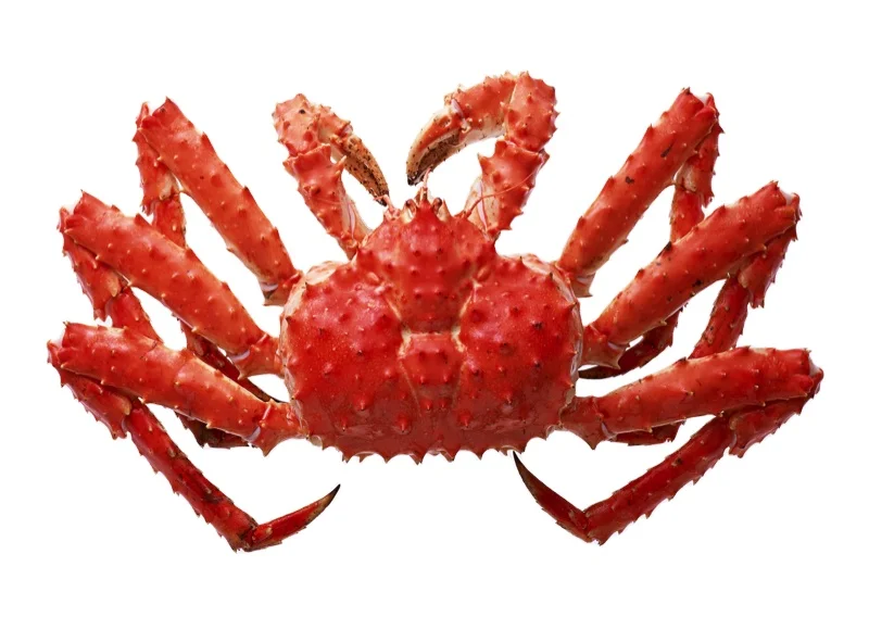 Best Frozen Red Norwegian king, Alaskan King Crab Legs Boiled King Crab Legs in USA Style Time Packaging Weight Shelf