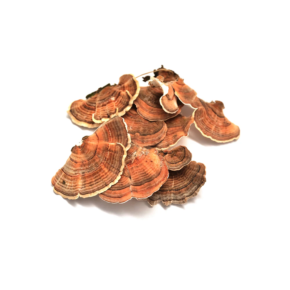 Free Sample Best Selling turkey tail mushroom coriolus versicolor  medicinal mushrooms  100% Fruit Bodies with  High Quality