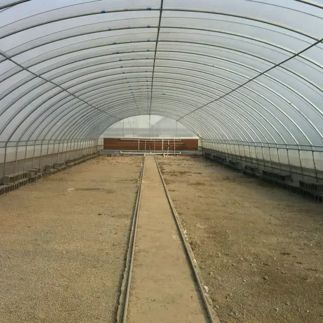 CUOYUEH Hot Sale Low Cost Tunnel Frame Single Span Pe Film Greenhouse Serre Agricole For Flowers Plant Agriculture Greenhouse