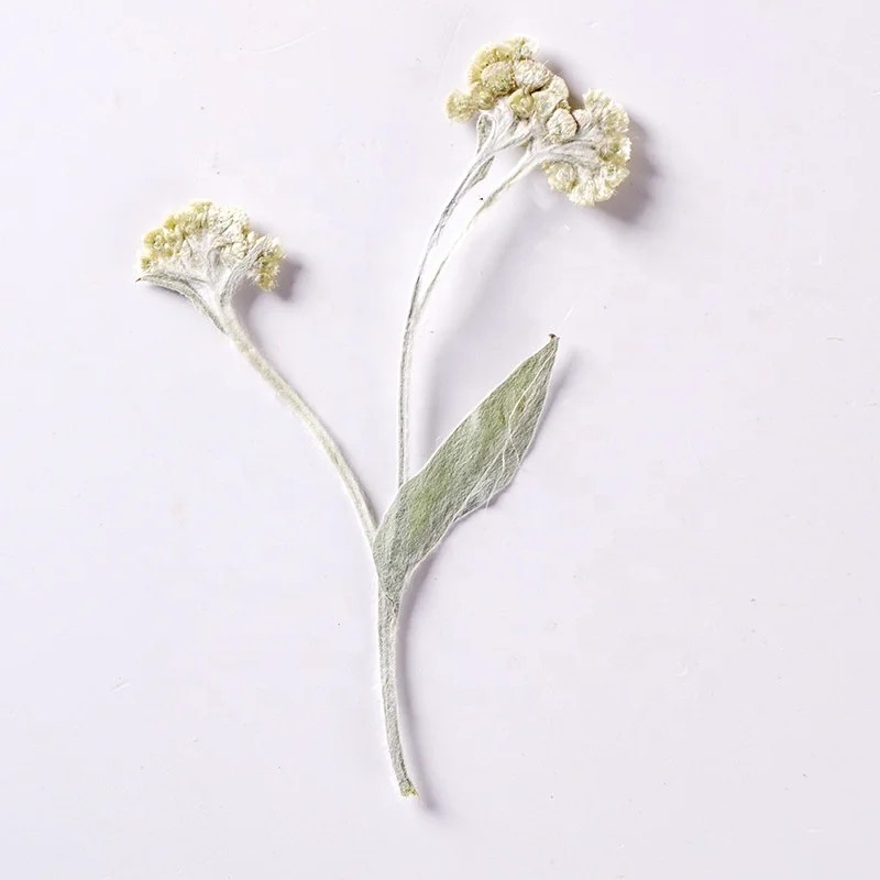 12pcs/bag Mouse Yeast Grass With Branches DIY Art Crafts Making Natural Plant Real Pressed Flower For Resin