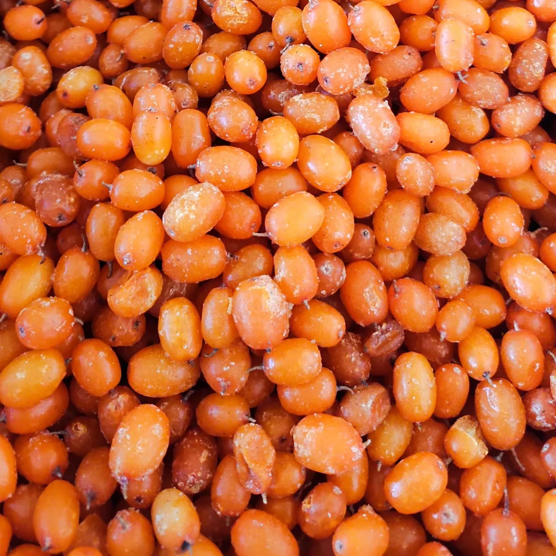 FS-2223 дикий organiccultivated выращивания iqf Замороженные ягоды облепихи