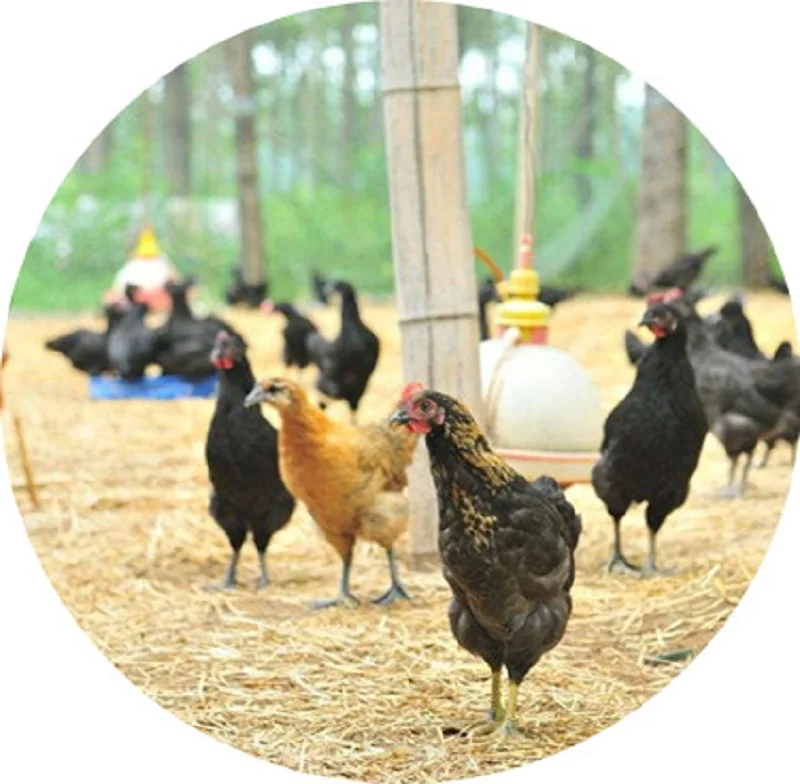 Betaine Anhydrous / Trimethylglycine