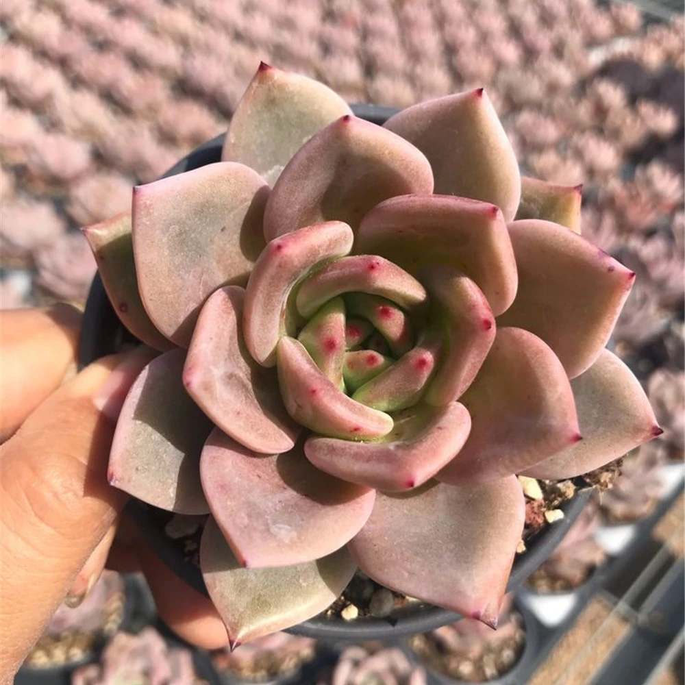 Wm1 Echeveria, фиолетовое шампанское, натуральные суккуленты, древесные растения, Комнатные растения, декоративные растения, цветы