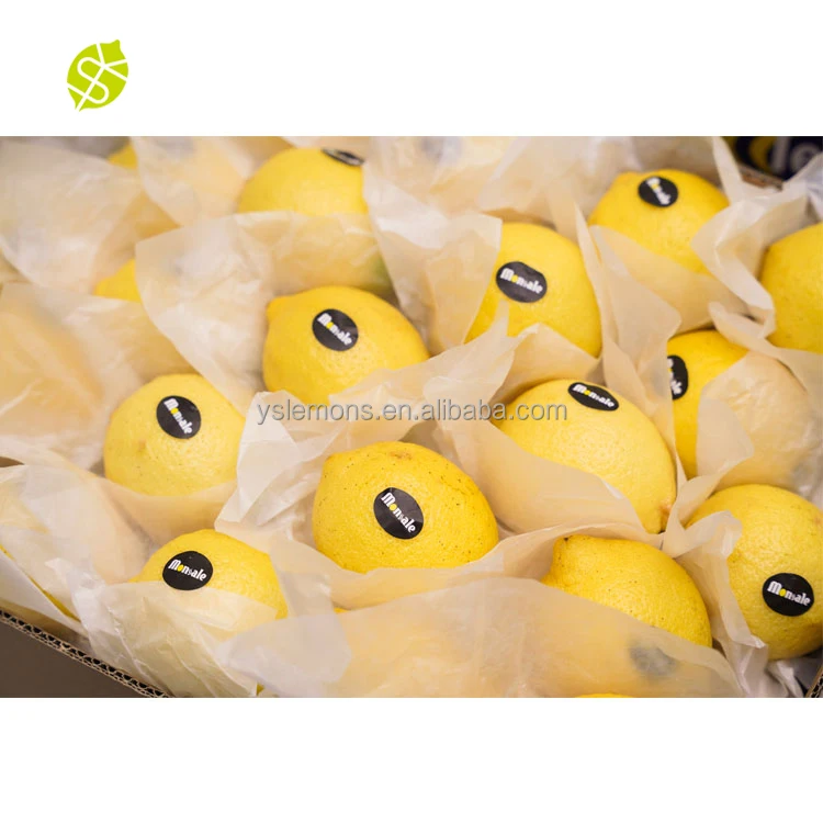 Montale Wholesale Lemon Lime Fresh Lemons