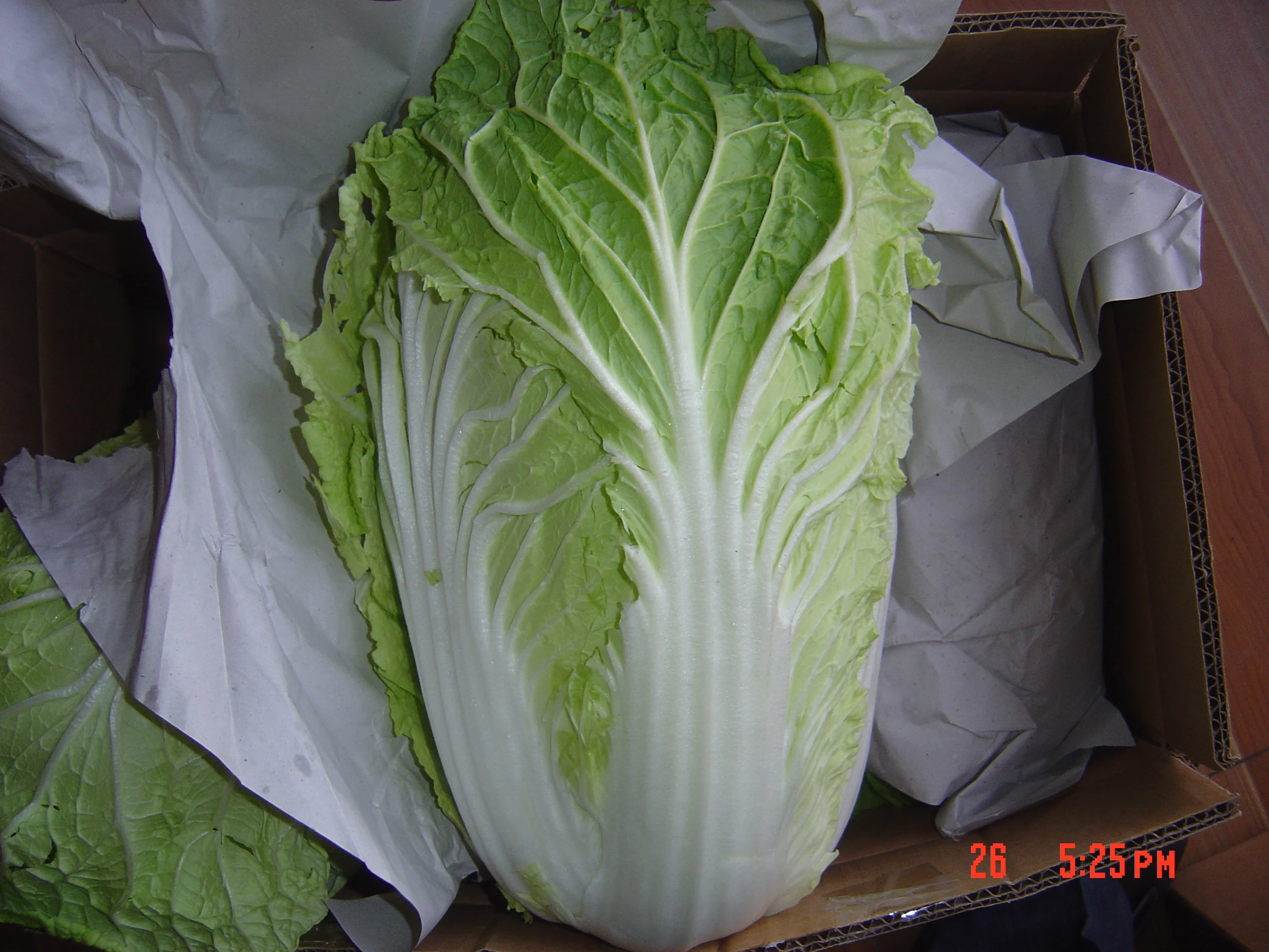
chinese long cabbage 