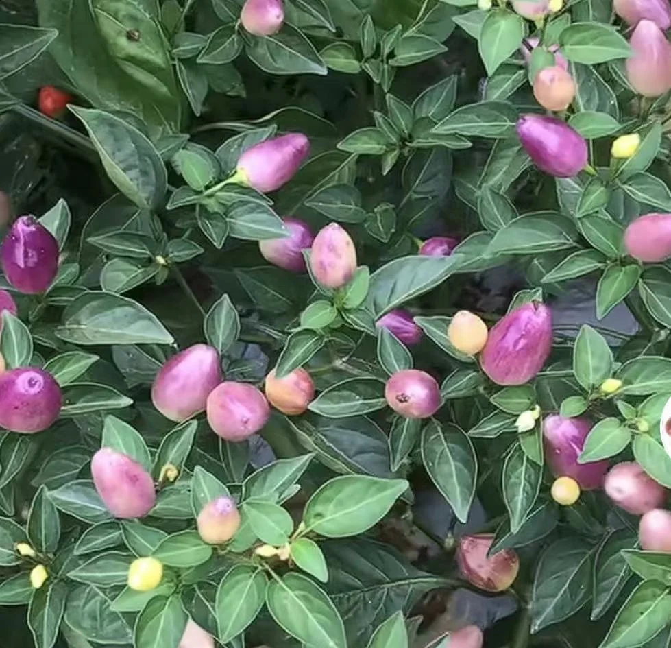 Wholesale 300g/bag Purple Rainbow chili Hot Pepper Vegetable Seeds for Planting