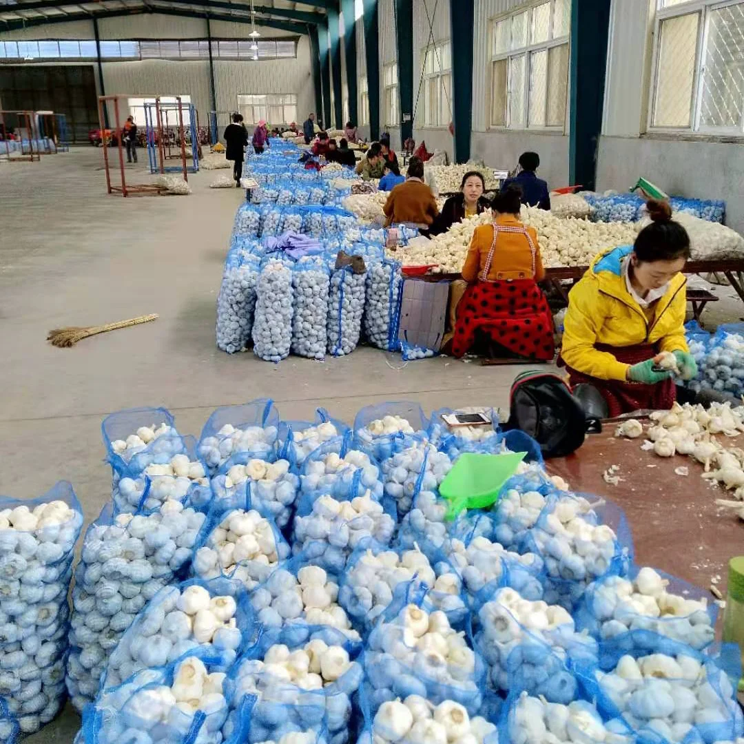 China factory 5.5 cm Pure White Fresh Garlic Price/ bulk garlic for sale/ garlic China