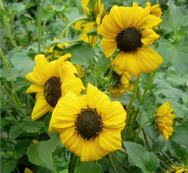 Hot Sale Helianthus Annuus flower Seeds For Growing