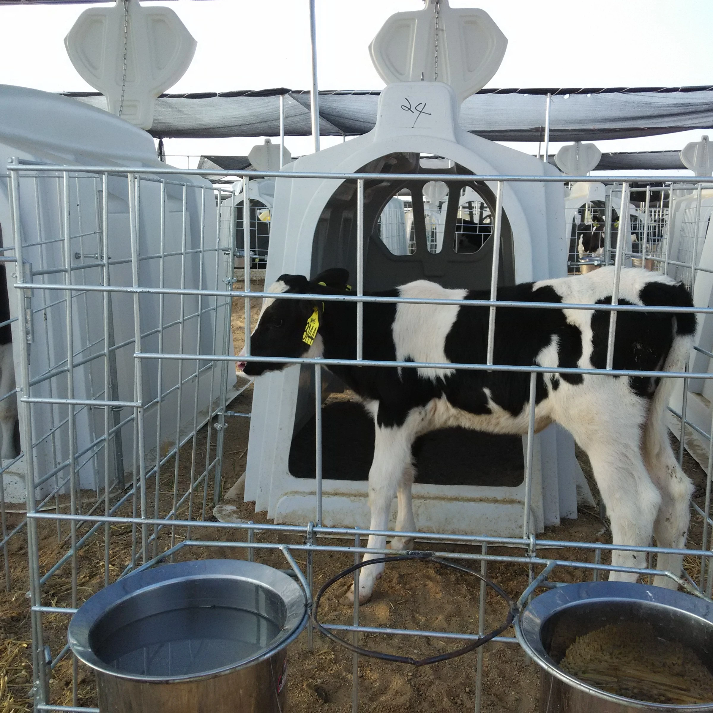 Livestock  Animals Healthy  Heavy-Duty Esay Install House   Comfortable  Flow Air  Calf Hutch