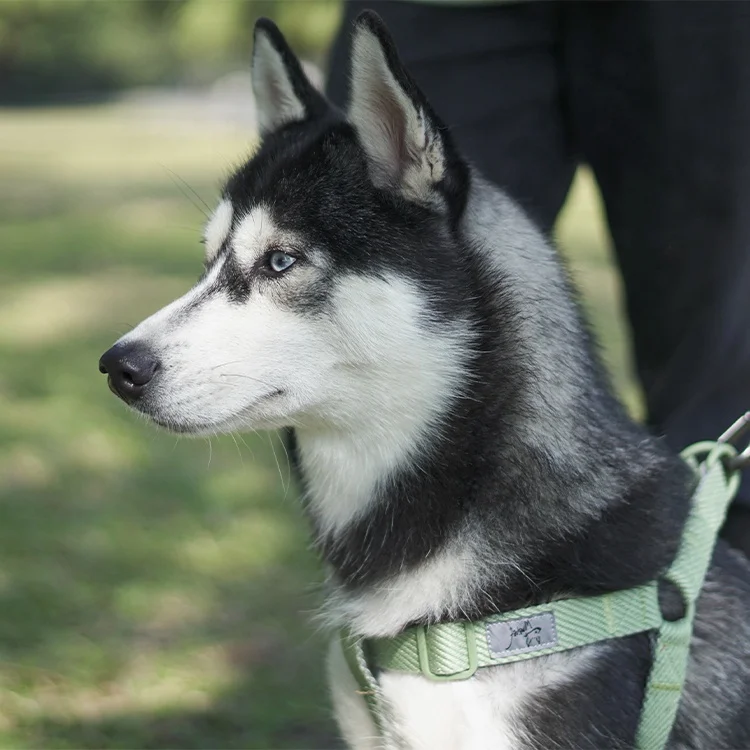 Увеличение побег поводок для собак с пряжка-футляр для удостоверения личности Безопасный и высококачественного хлопкового материала, шлейка для домашних животных