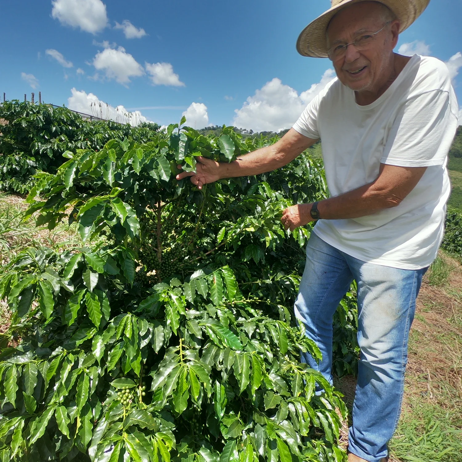 Premium Quality 100% Natural Green Arabica Coffee Bean Agricultural Products Green Coffee Bean For Export