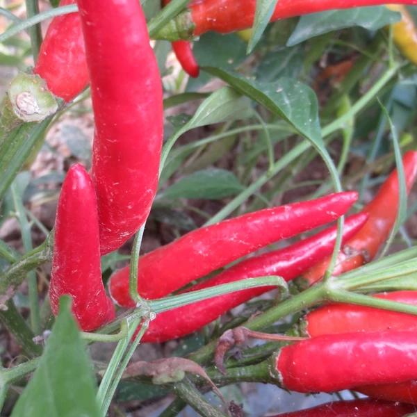 HACCP HALAL certificate shredded red pepper chili thread