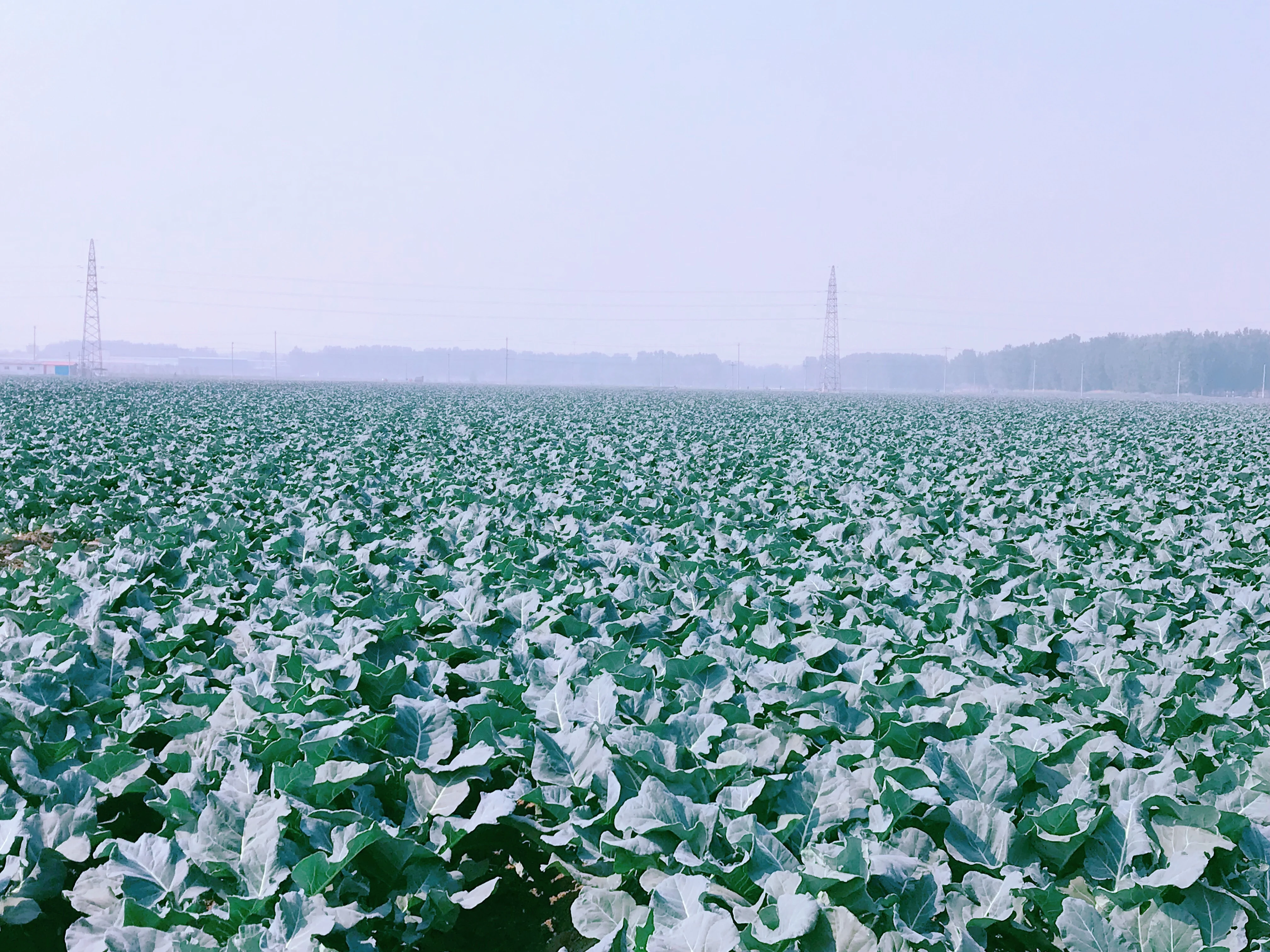 Factory wholesale China Vegetables Broccoli export price fresh broccoli from China