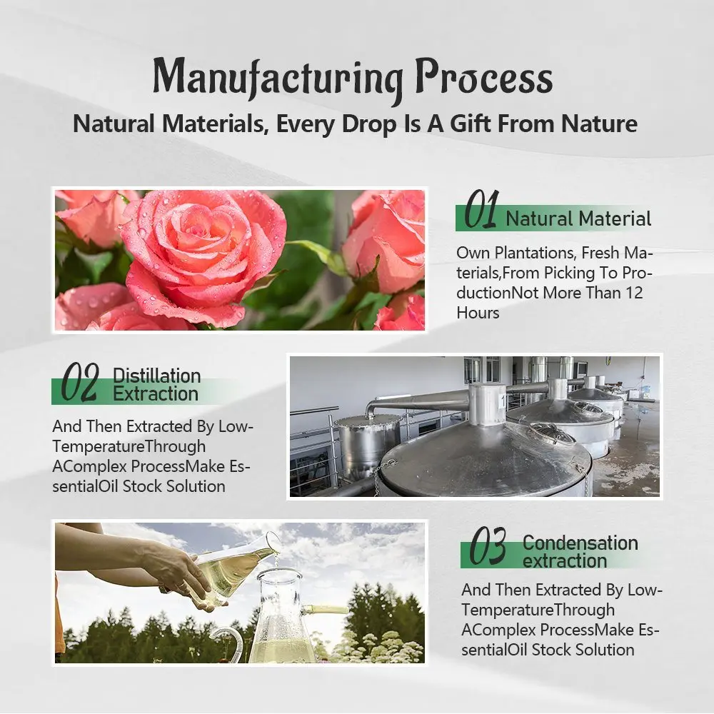 Hl- Natural Plant Extract Tea Tree Essential Oil Manufacturer , 100% Therapeutic Natural Melaleuca Tea Tree Essential Oil