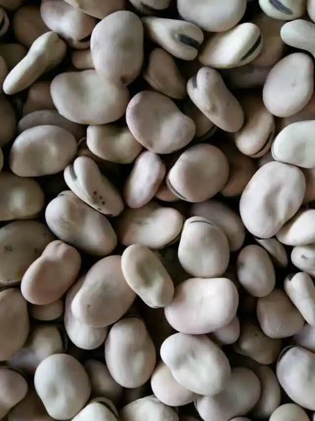 broad bean