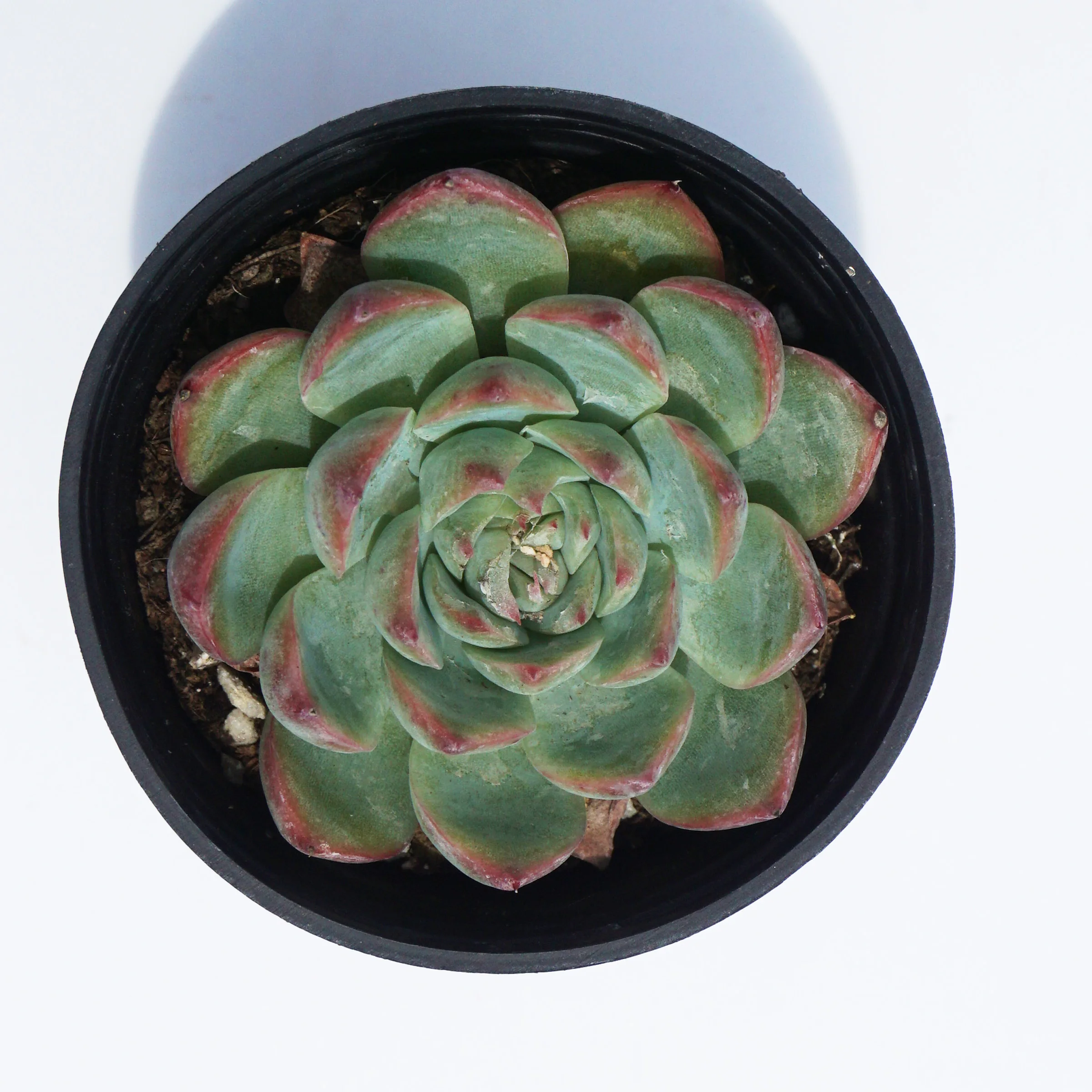 house plants wholesale suculentas natural variegated rare echeveria succulent plants