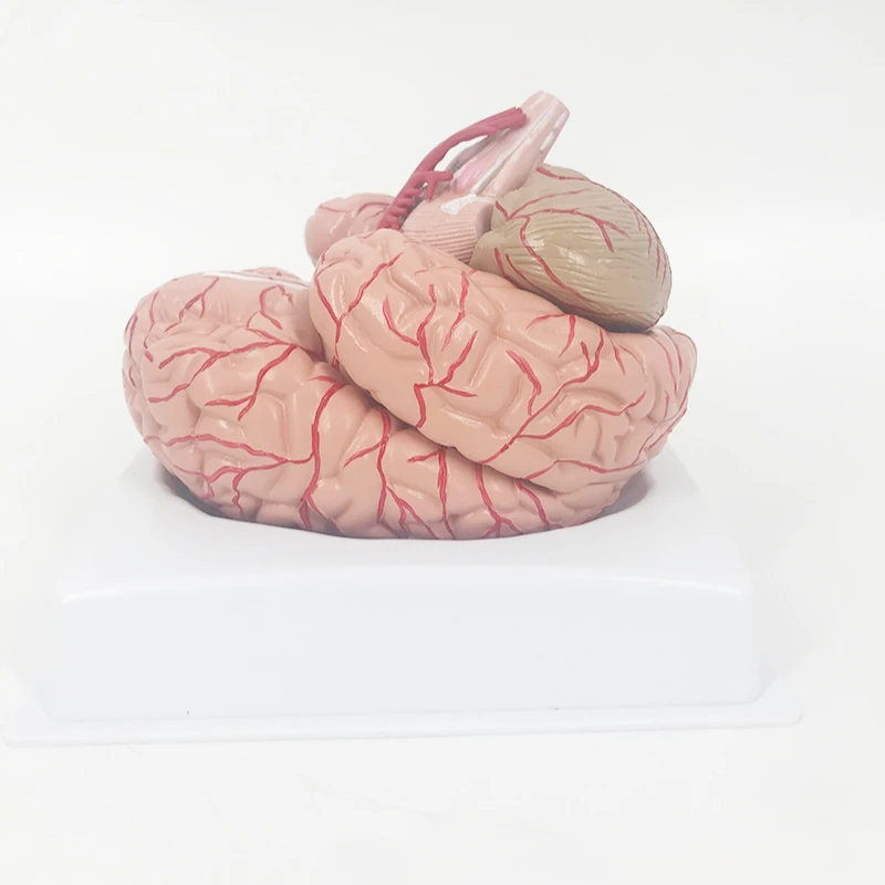 Advanced PVC Human Brain Model with Arteries 9 Parts for Anatomy Model