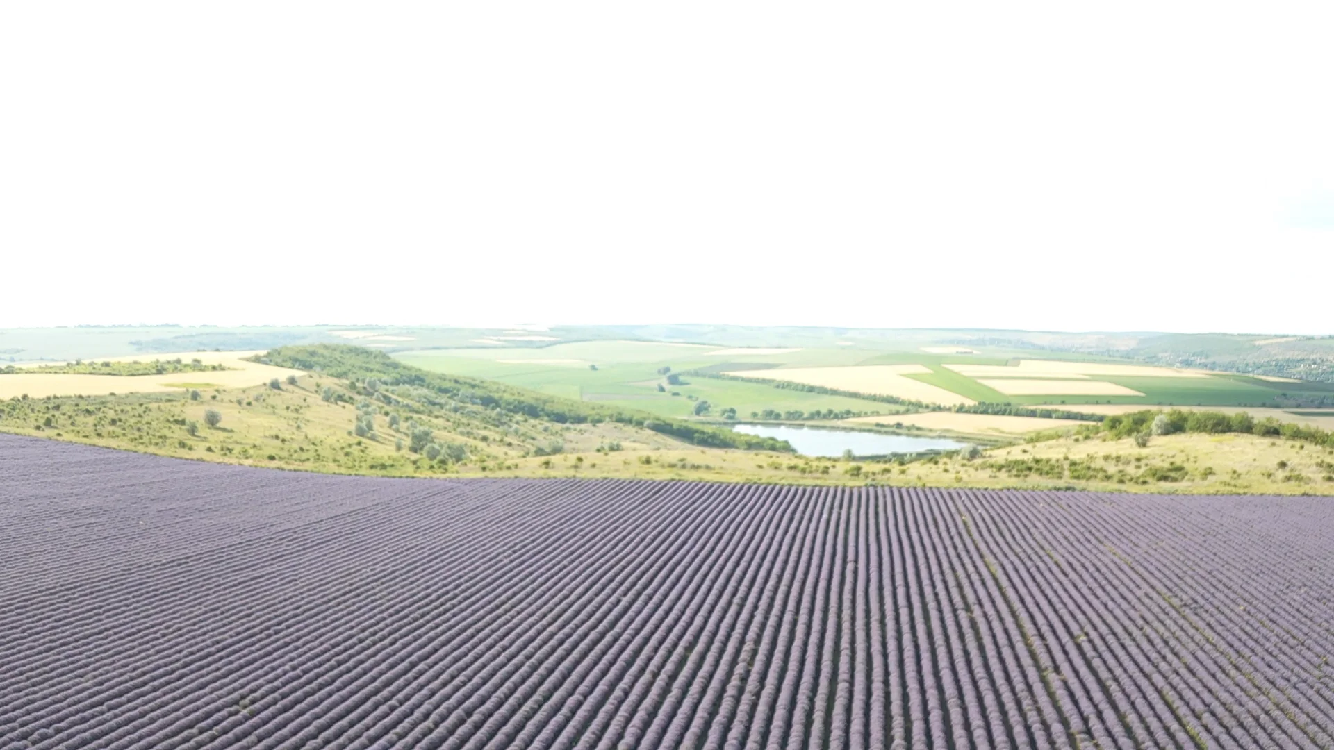 Custom Private Label Bulk Wholesale Essential Oil Perfume Lavender Pure Essential Oil Concentrate Fragrance Scent Essential Oil