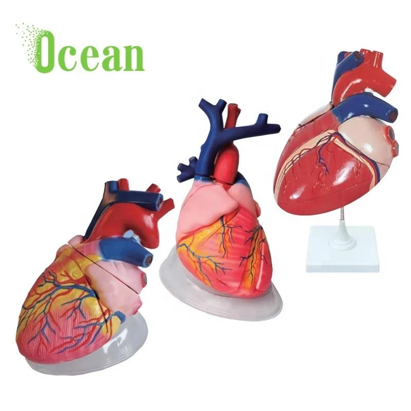 Медицинская научная демонстрация анатомических людей пластиковая медицинская модель сердца 5 x в натуральную величину