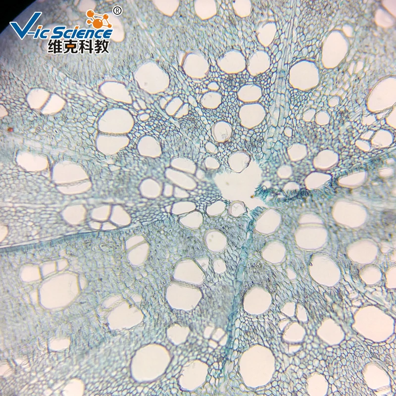 Biology Lab Course Moss Protonema and Bud w.m Preparete Microscope Slides