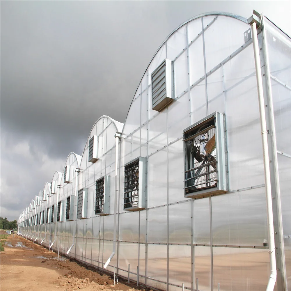 Venlo tempered glass/float glass greenhouse with hydroponic growing