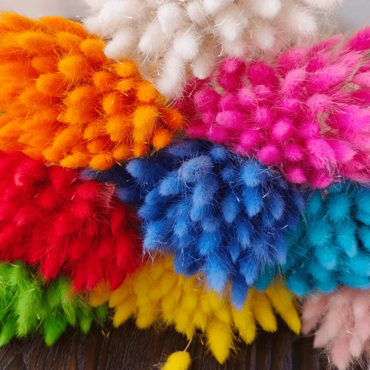 One bundle of 55 branches  Dried bunny tails Home decoration  Dried flower bouquet  Dried Lagurus Ovatus  plants flower