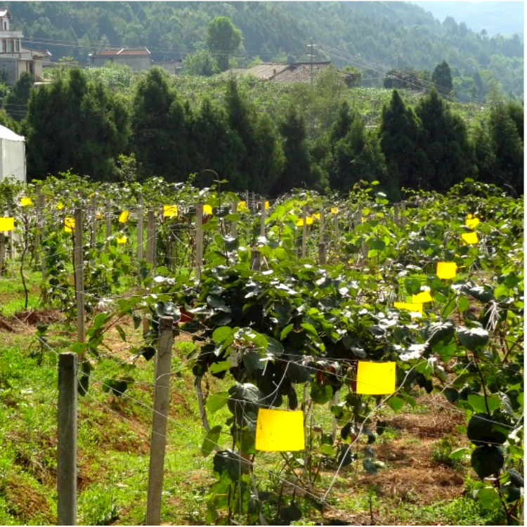 Hot Sell Pest Killer Moth Glue Traps Insect Fruit Fly Catcher Sticky Trap for Greenhouses