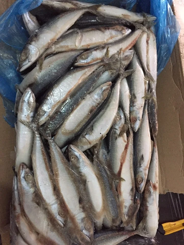 Chub mackerel saba mackerelBest quality Frozen Pacific Mackerel
