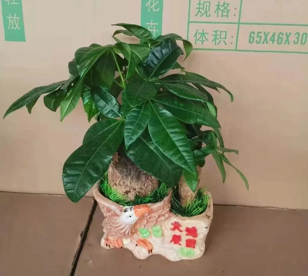 
high quality low price promotion popular Pachira Fortune tree ornamental live real natural plant 