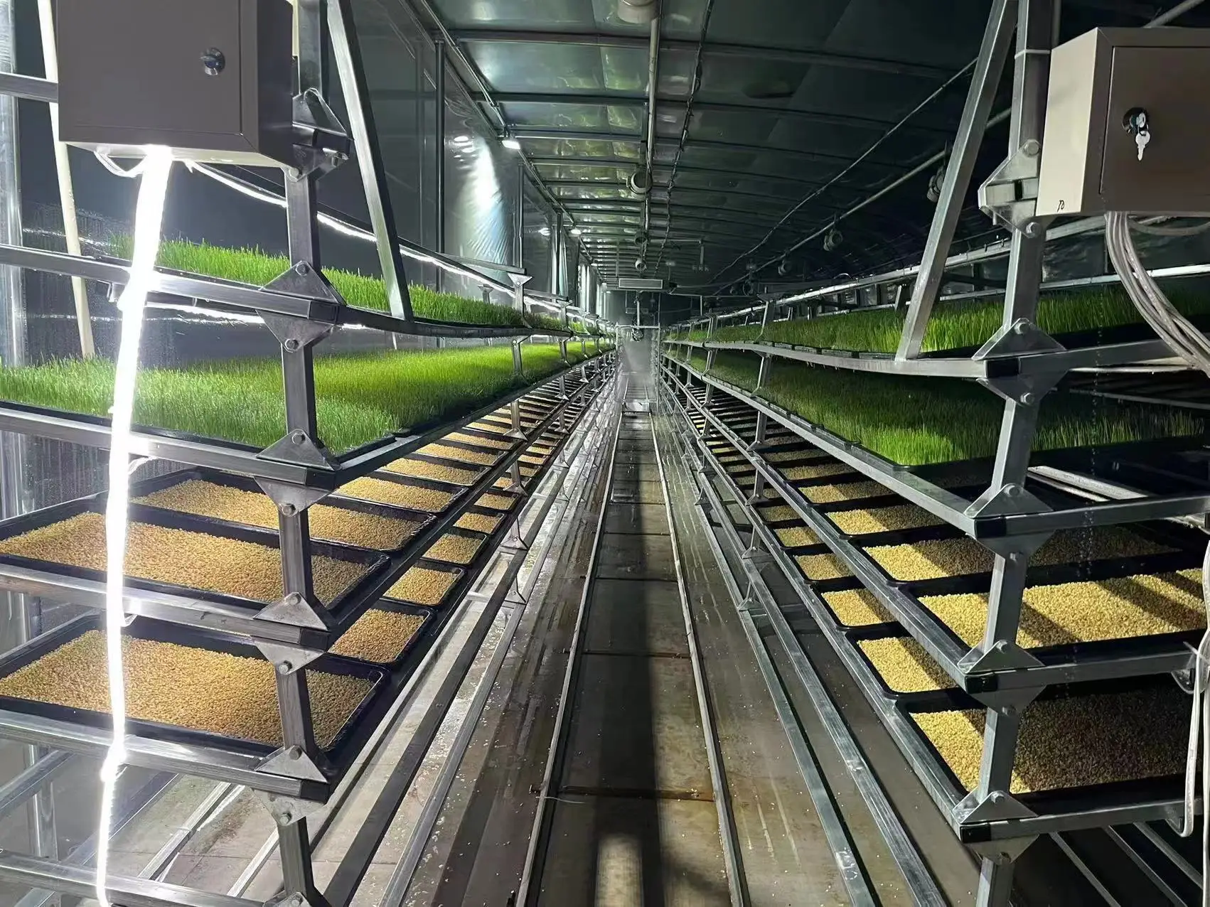 Automatic Barley Sprout Machine Hydroponic Fodder System For Sustainable Farming