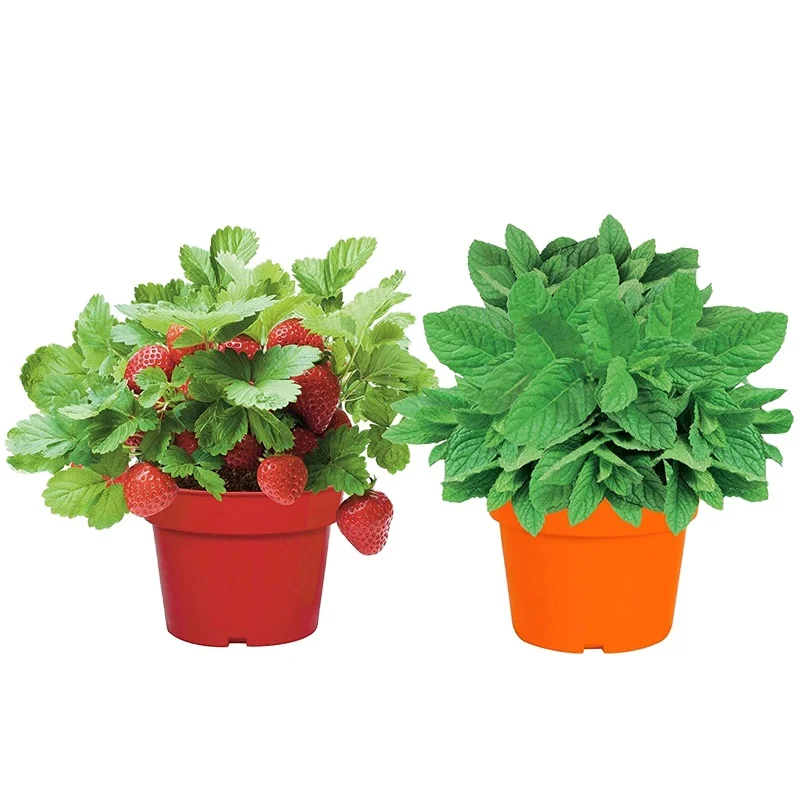 Gardening Accessories Color Box Coconut Bran Block Sign Strawberry Mint Grow Kits