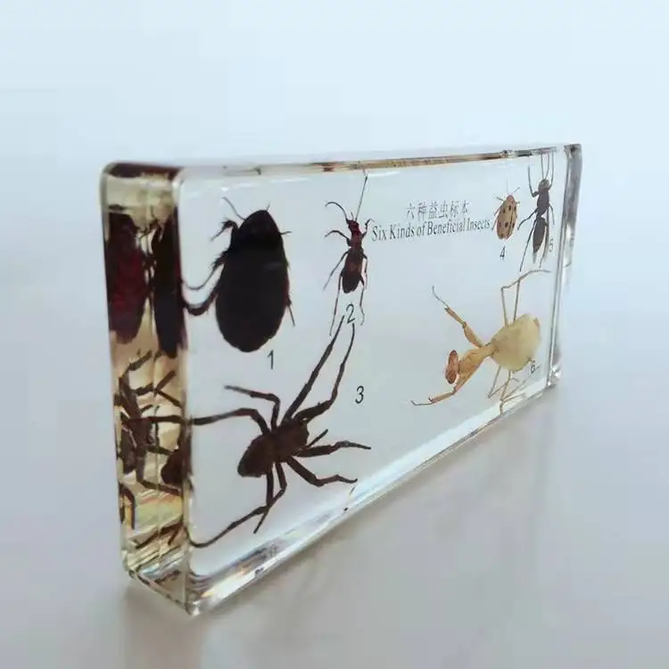 6 Kinds of Beneficial Insects Biosmount Specimen for Education