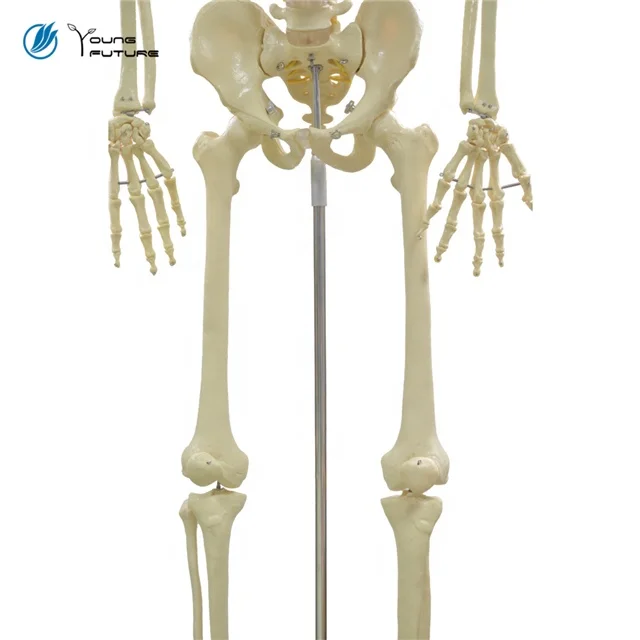170cm Human Body Anatomy Bone Skeleton Model
