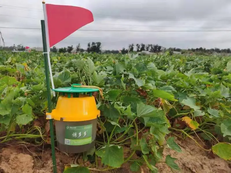 Effective Cylas formicarius lure control sweet potato weevil catcher pest control