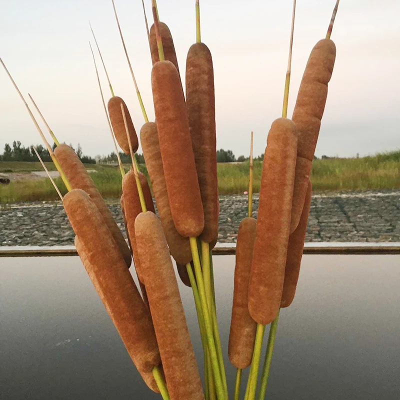 Hot Seller Natural Dried Flower Reed Aquatic Plant Decoration