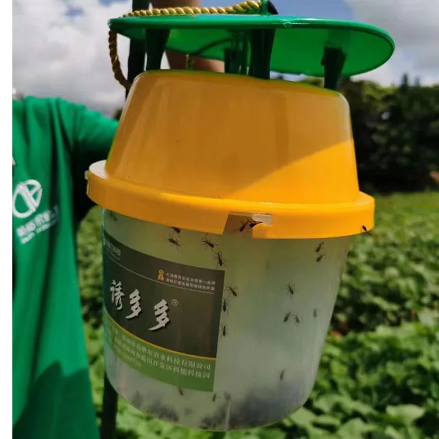 Effective Cylas formicarius lure control sweet potato weevil catcher pest control