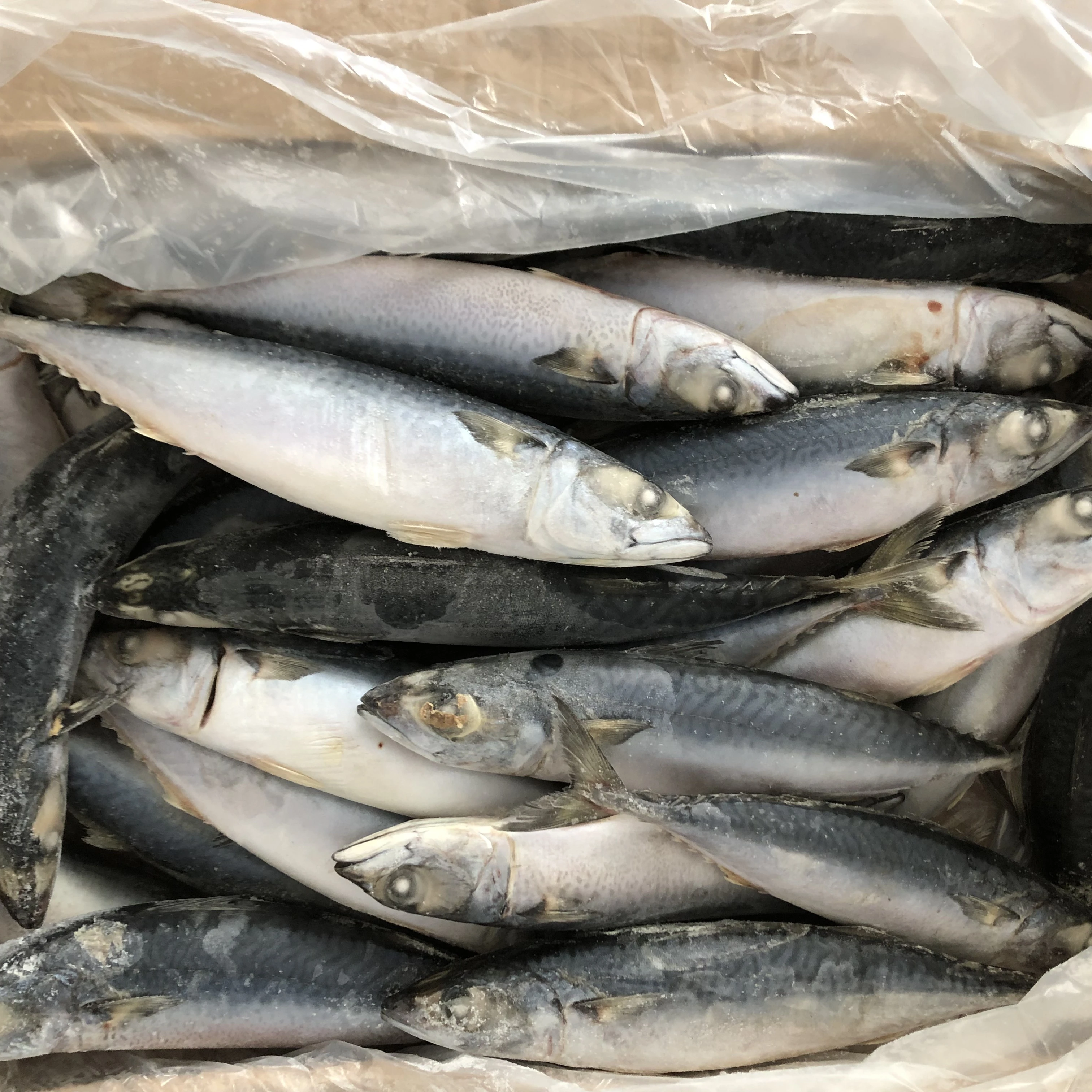 Замороженная Тихоокеанская скумбрия для продуктов замороженные морепродукты замороженная Саба