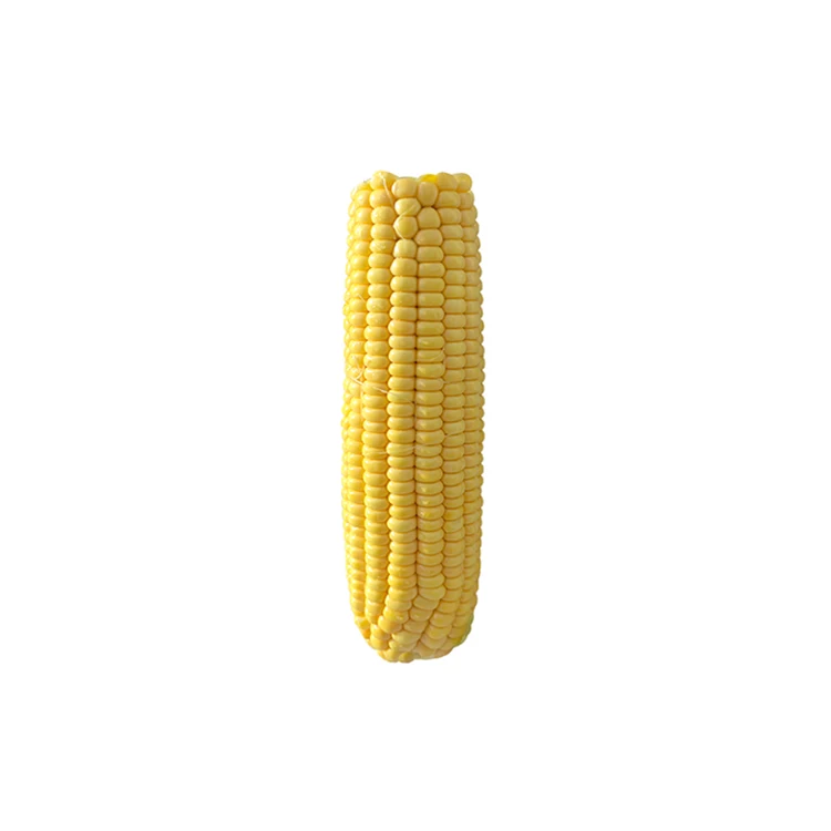 Direct Wholesale Good Quality Fresh Corn Dried Corn Fresh Baby Corn