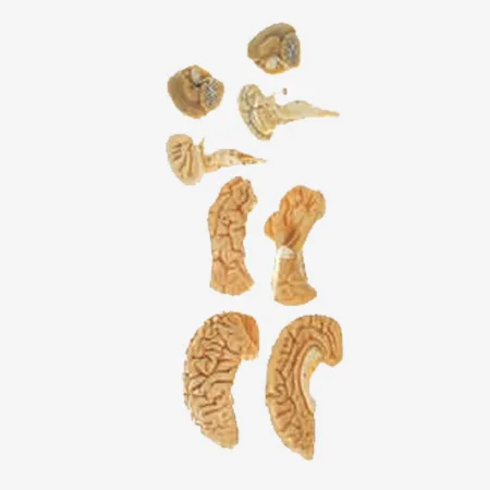 Brain Anatomical model,human brain 3d model