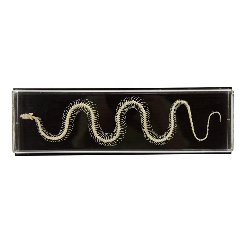 Snake skeleton model Natural bone for school