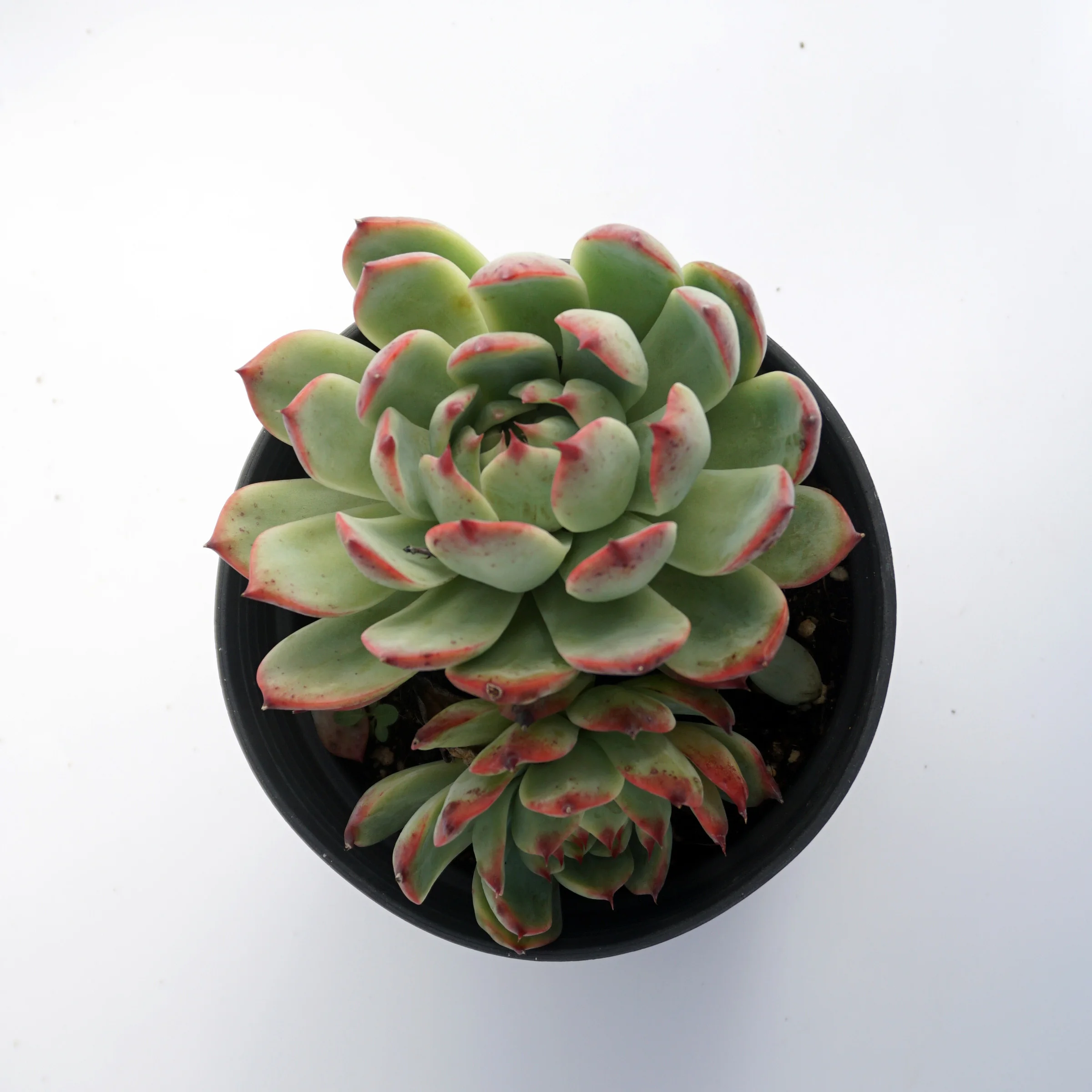 china live plantsFactory direct supply of suculentas natural wholesale succulent plant
