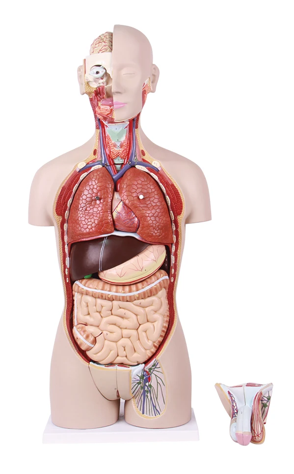 human anatomy torso anatomical model