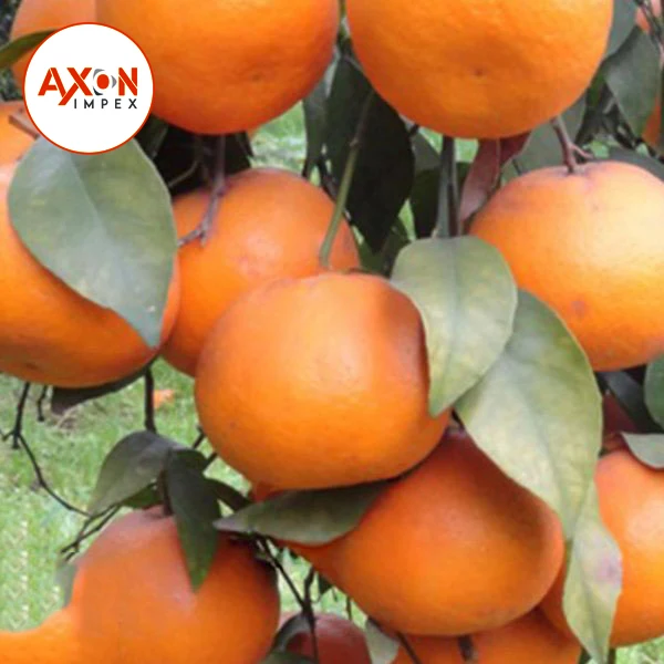 Citrus Fruits/Mandarin Orange/Fresh Orange/List of Yellow Fruits