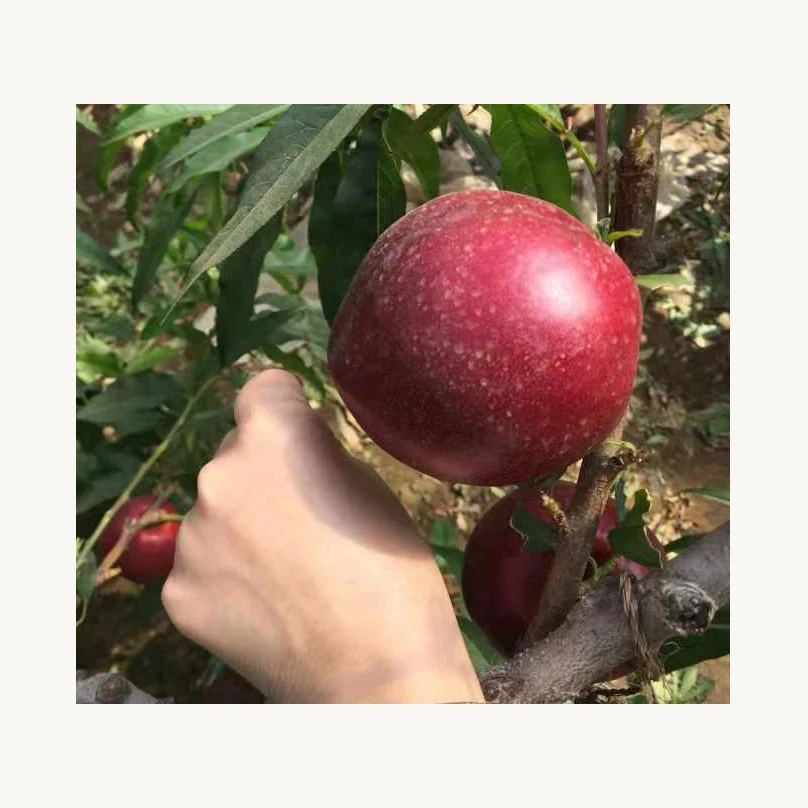 Свежие Вишни оптом