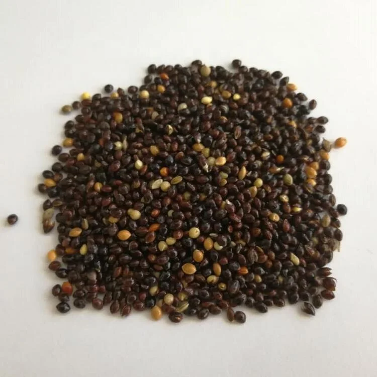 
Black Broomcorn Millet 